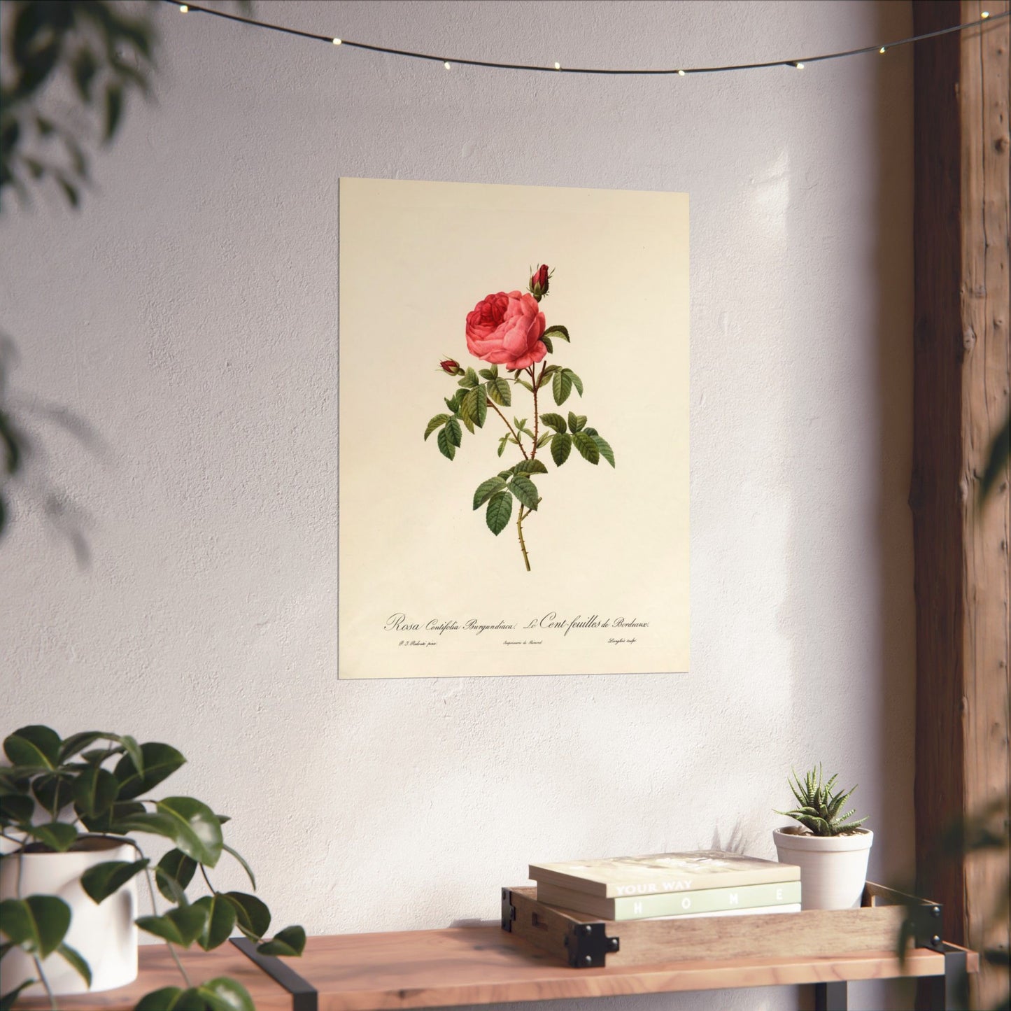 Rosa Centifolia Burgundiaca (Le Cent-feuilles de Bordeaux) - Pierre-Joseph Redouté - Wall Poster Print