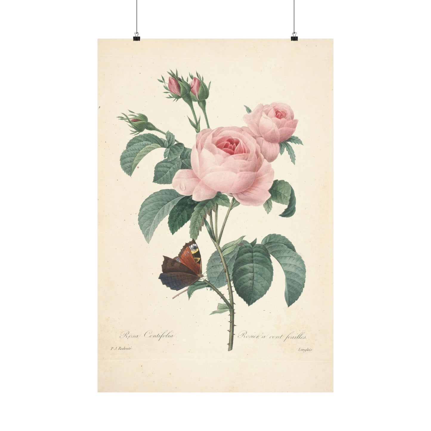 Rosa Centifolia (Rosier à cent feuilles) - Pierre-Joseph Redouté - Wall Poster Print