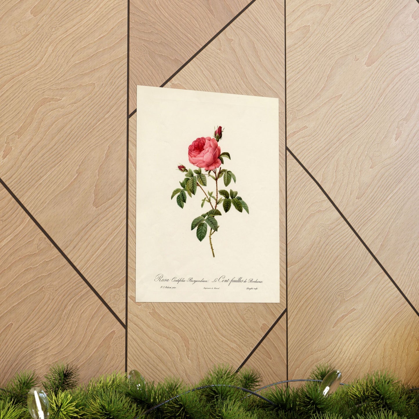 Rosa Centifolia Burgundiaca (Le Cent-feuilles de Bordeaux) - Pierre-Joseph Redouté - Wall Poster Print