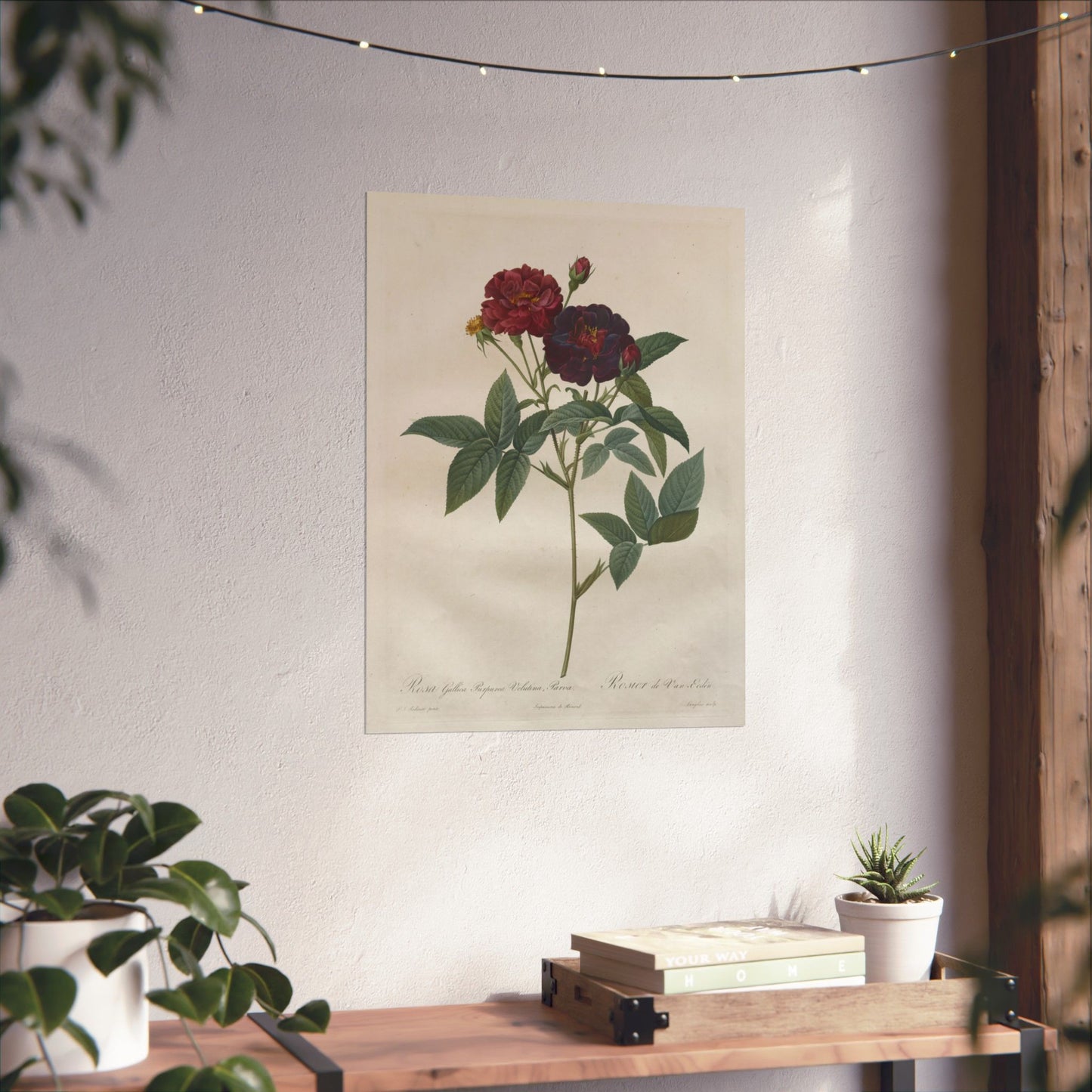 Rosa Gallica Purpurea Velutina Parva (Rosier de Van-Eeden) - Pierre-Joseph Redouté - Wall Poster Print