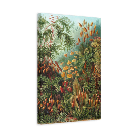 Muscinae (Mosses) - Ernst Haeckel (1904) - Stretched Canvas Print