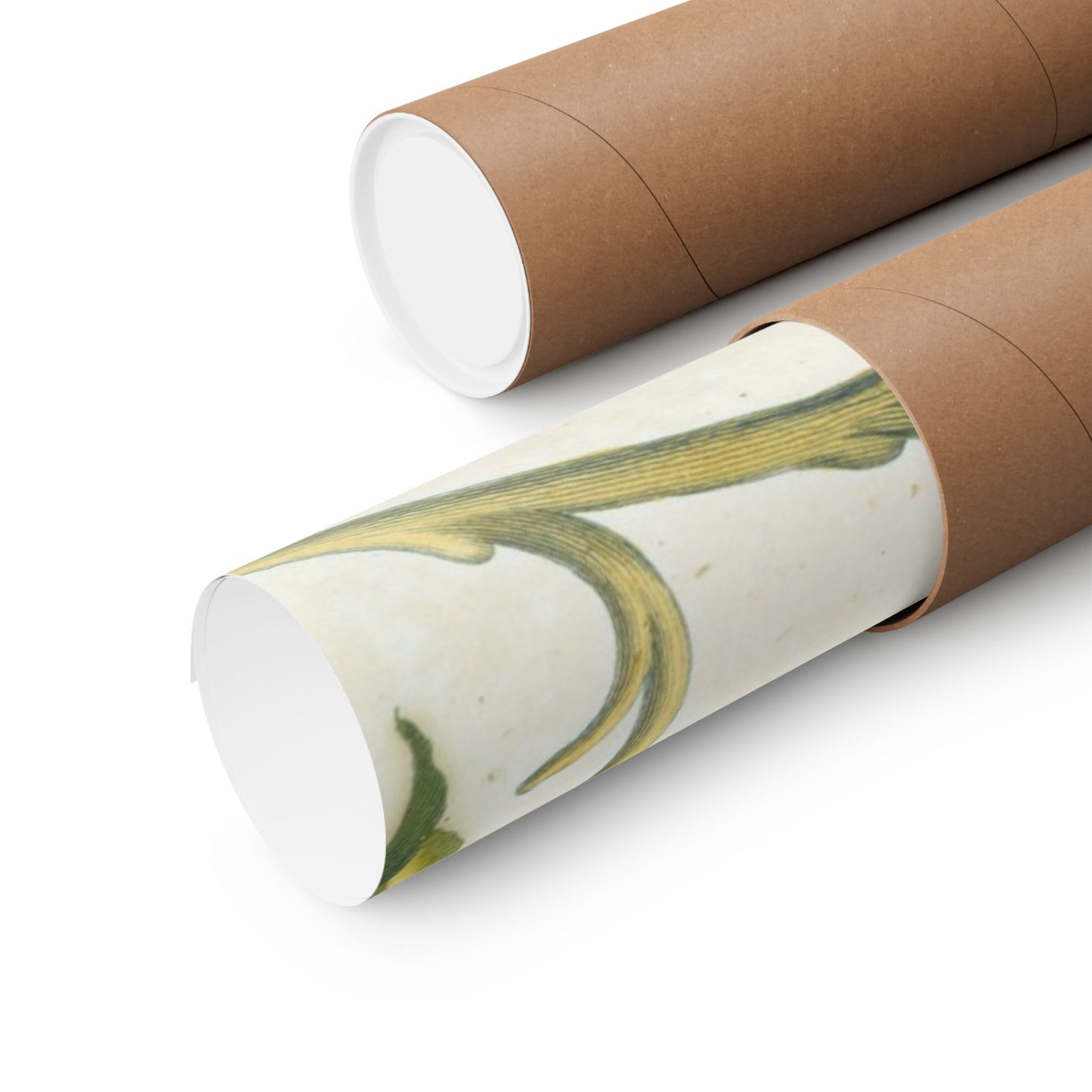 Metamorphosis Insectorum Surinamensium - Maria Sibylla Merian - Wall Poster Print