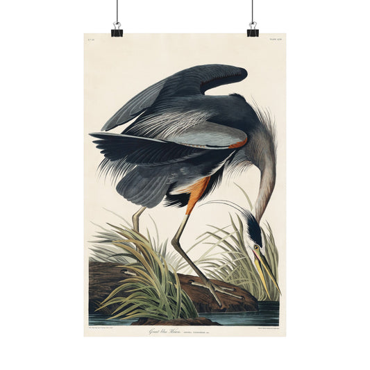 Great Blue Heron (Birds of America) - John James Audubon - Wall Poster Print