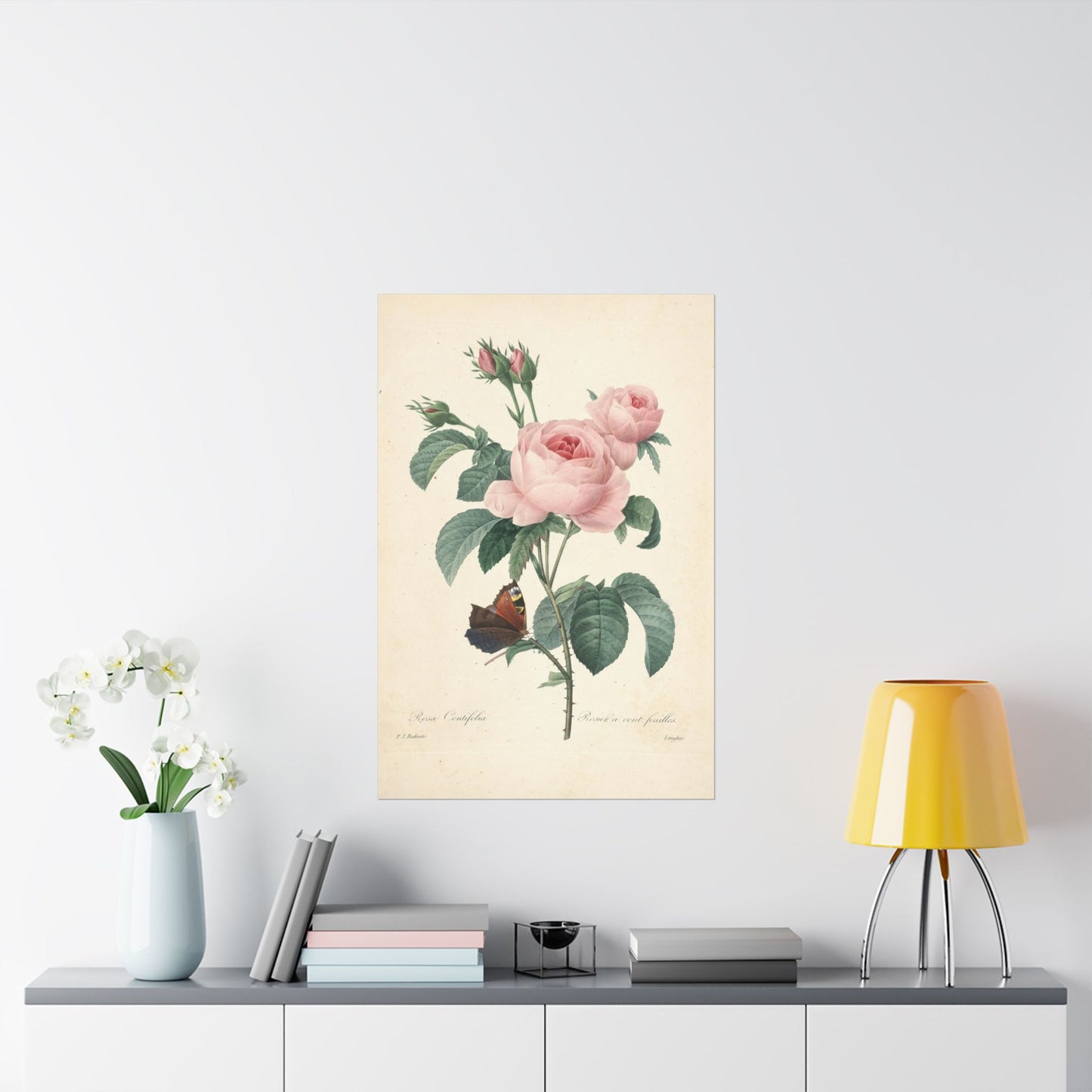 Rosa Centifolia (Rosier à cent feuilles) - Pierre-Joseph Redouté - Wall Poster Print