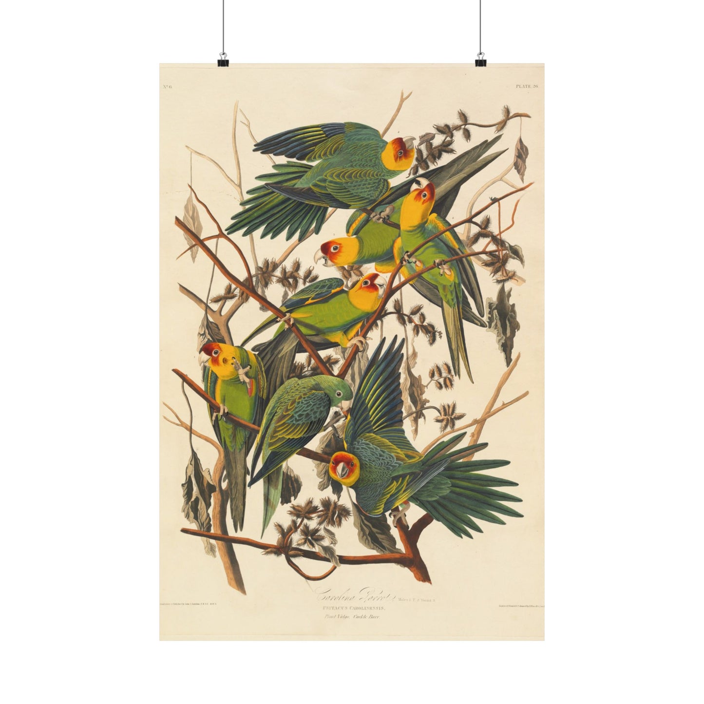 Carolina Parakeet (Birds of America) - John James Audubon - Wall Poster Print