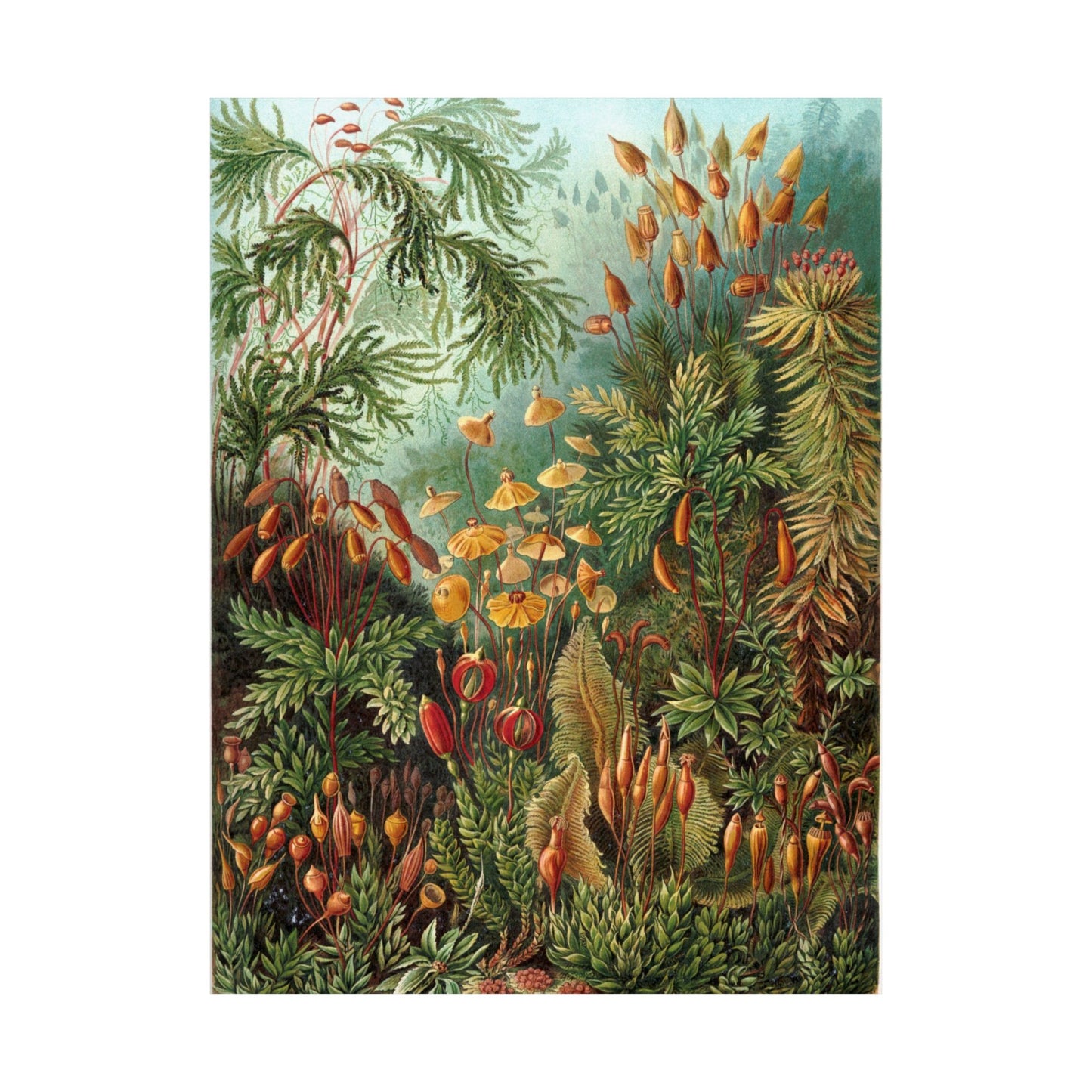 Muscinae (Mosses) - Ernst Haeckel (1904) - Wall Poster Print