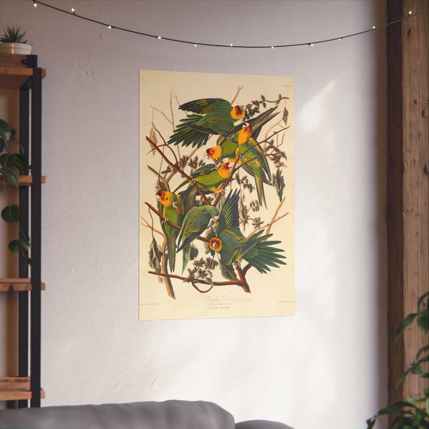 Carolina Parakeet (Birds of America) - John James Audubon - Wall Poster Print
