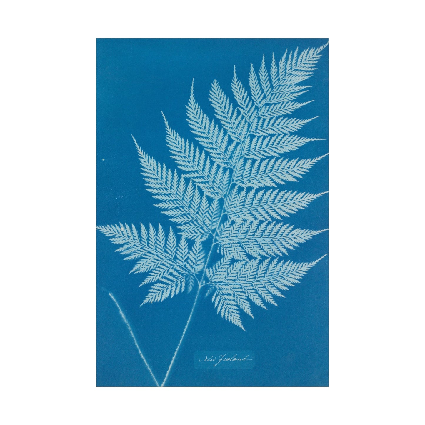 New Zealand Fern Cyanotype - Anna Atkins - Wall Poster Print