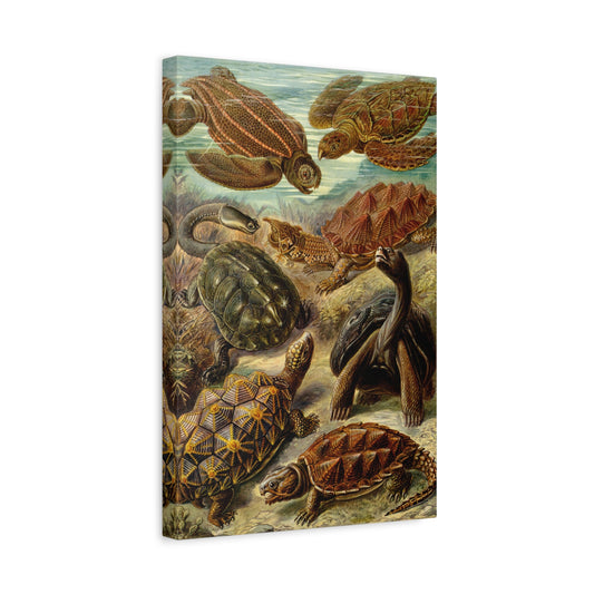 Chelonia (Sea Turtles & Tortoises) - Ernst Haeckel (1904) - Stretched Canvas Print