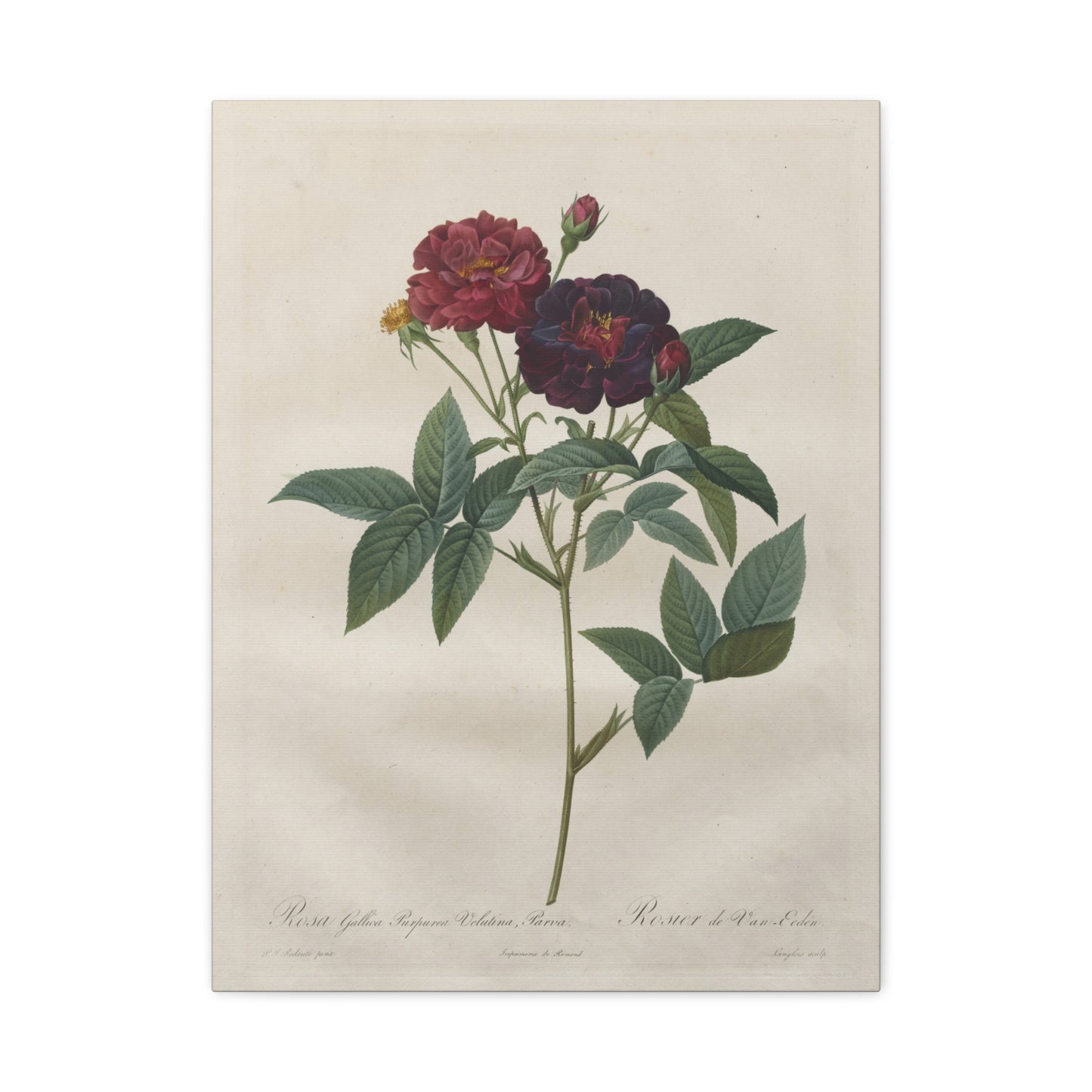 Rosa Gallica Purpurea Velutina Parva (Rosier de Van-Eeden) - Pierre-Joseph Redouté - Stretched Canvas Print