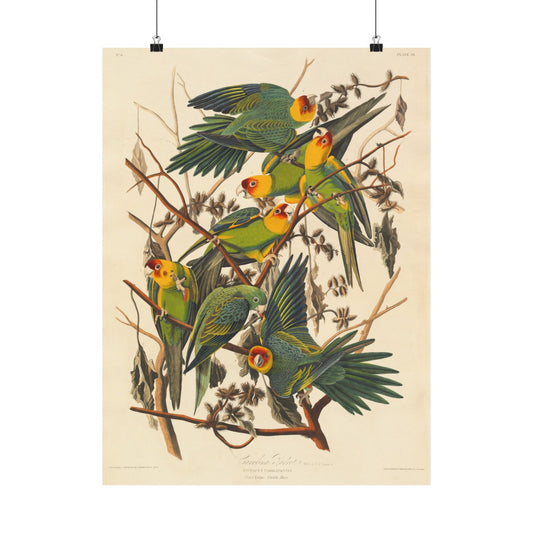 Carolina Parakeet (Birds of America) - John James Audubon - Wall Poster Print