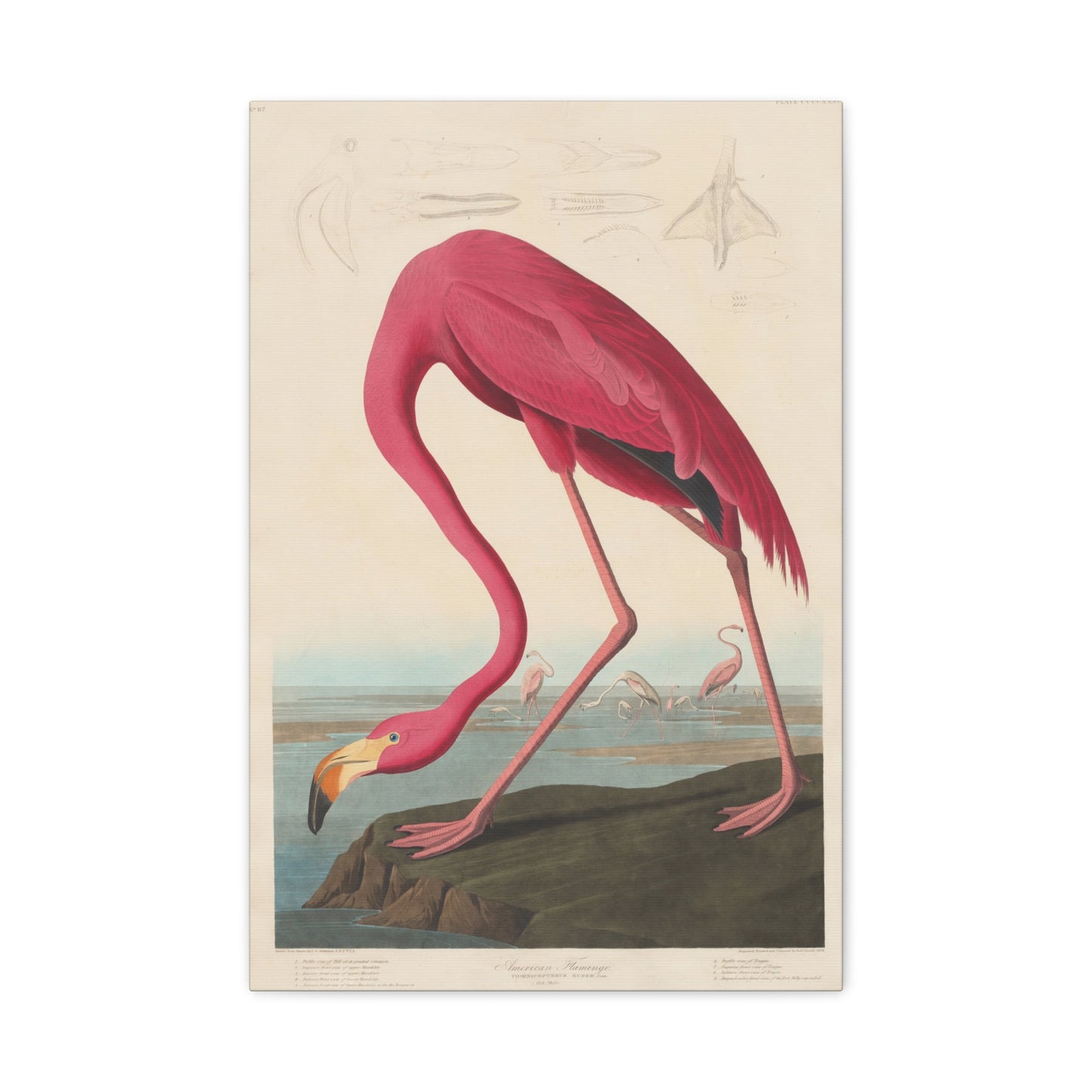 American Flamingo (Birds of America) - John James Audubon - Stretched Canvas Print