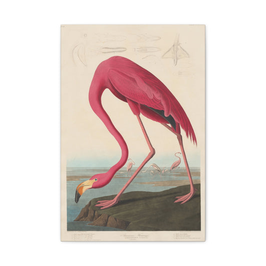 American Flamingo (Birds of America) - John James Audubon - Stretched Canvas Print