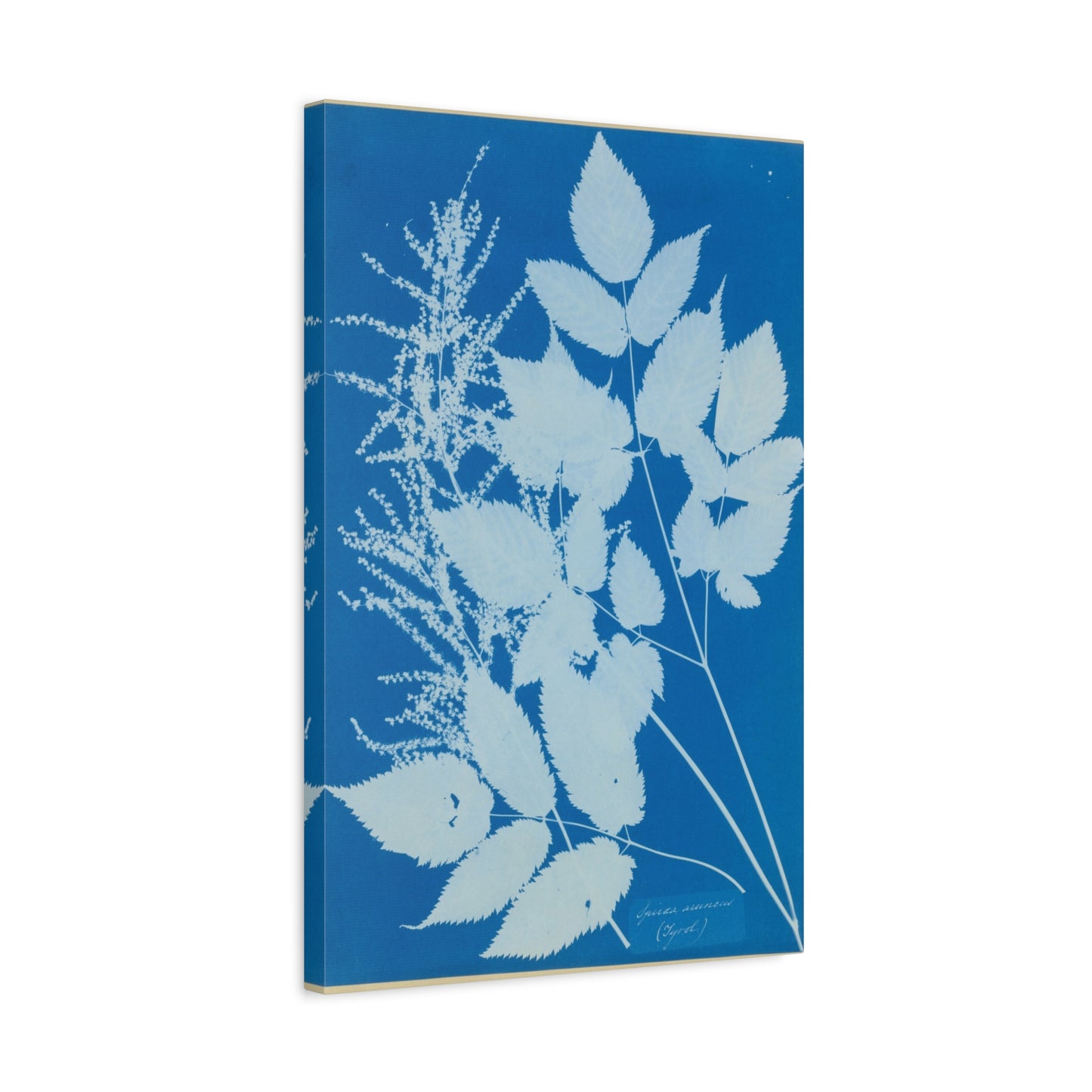 Spiraea Aruncus (Tyrol) Cyanotype - Anna Atkins - Stretched Canvas Print