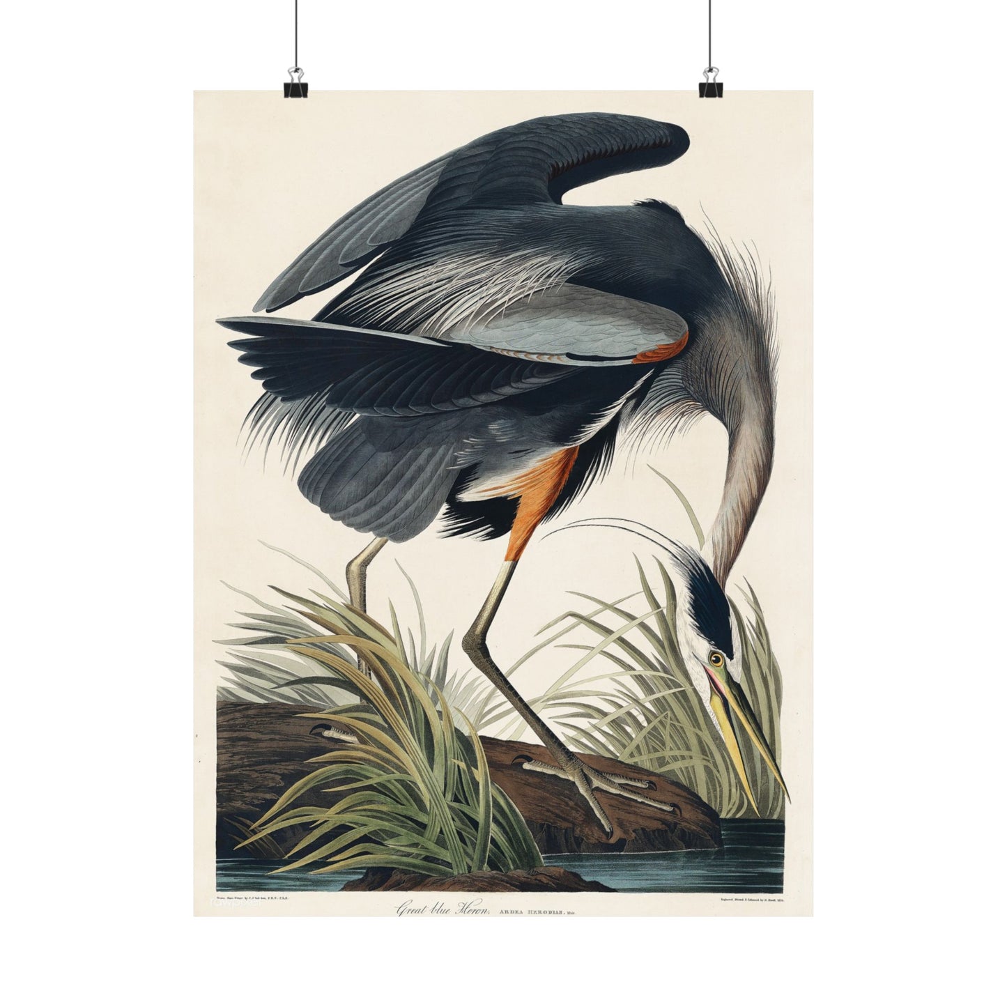 Great Blue Heron (Birds of America) - John James Audubon - Wall Poster Print