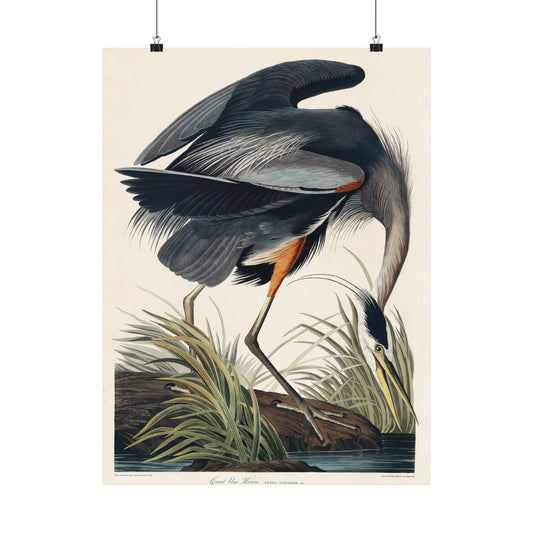 Great Blue Heron (Birds of America) - John James Audubon - Wall Poster Print