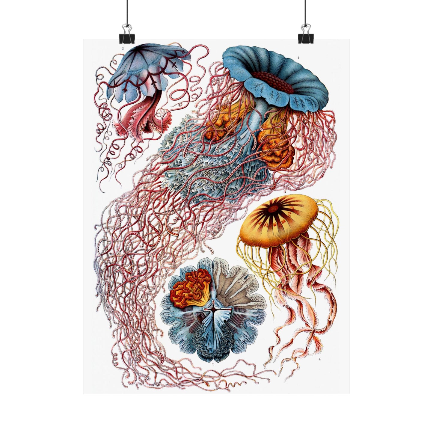 Discomedusae (Jellyfish) - Ernst Haeckel (1904) - Wall Poster Print