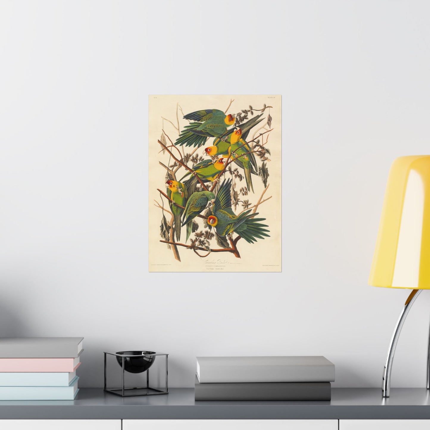 Carolina Parakeet (Birds of America) - John James Audubon - Wall Poster Print