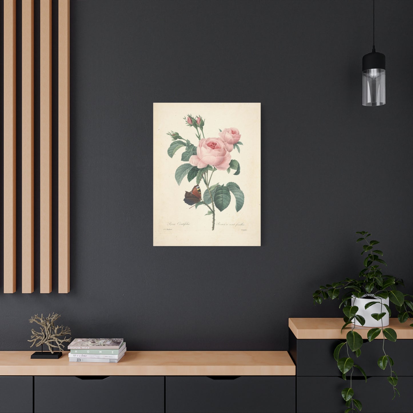 Rosa Centifolia (Rosier à cent feuilles) - Pierre-Joseph Redouté - Stretched Canvas Print