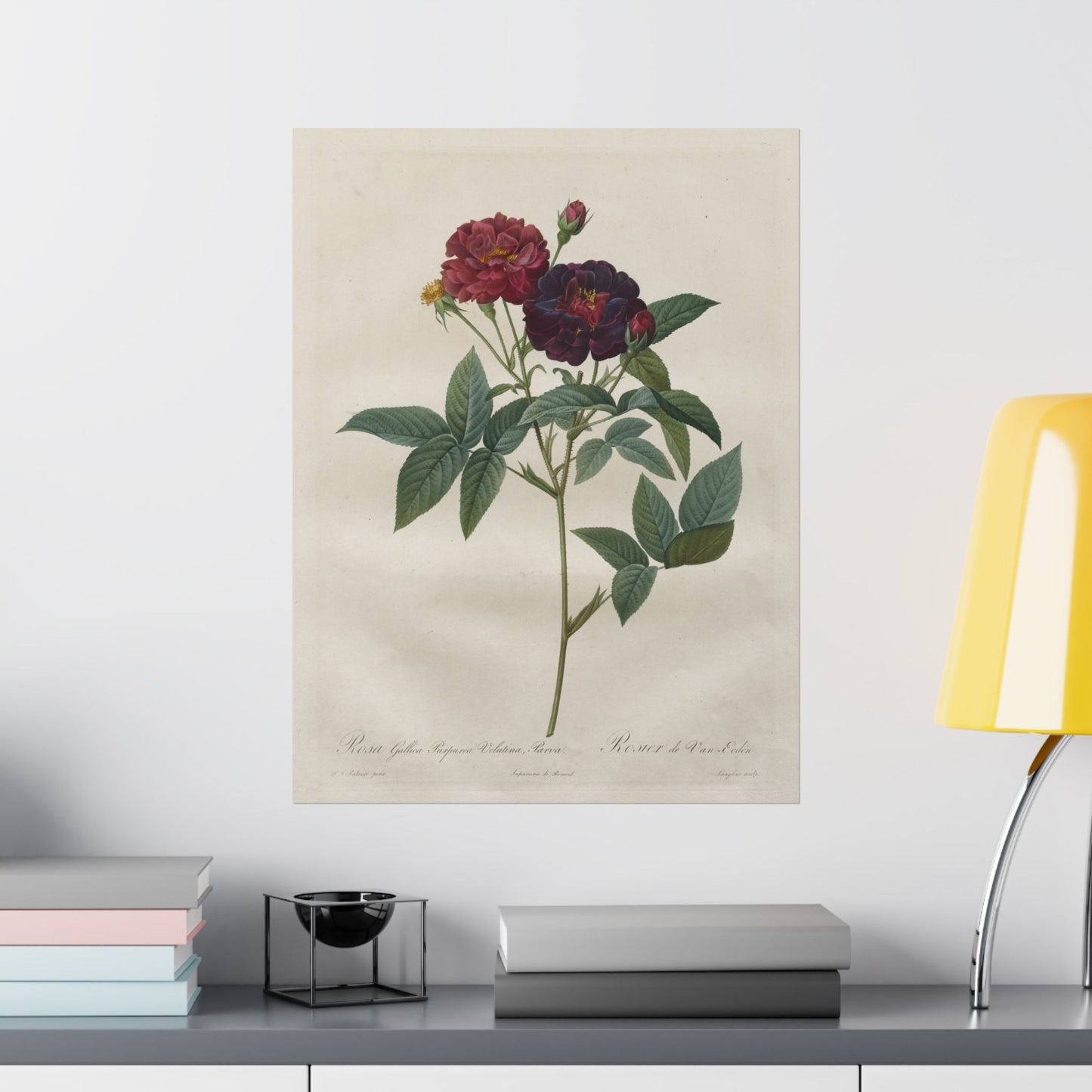 Rosa Gallica Purpurea Velutina Parva (Rosier de Van-Eeden) - Pierre-Joseph Redouté - Wall Poster Print