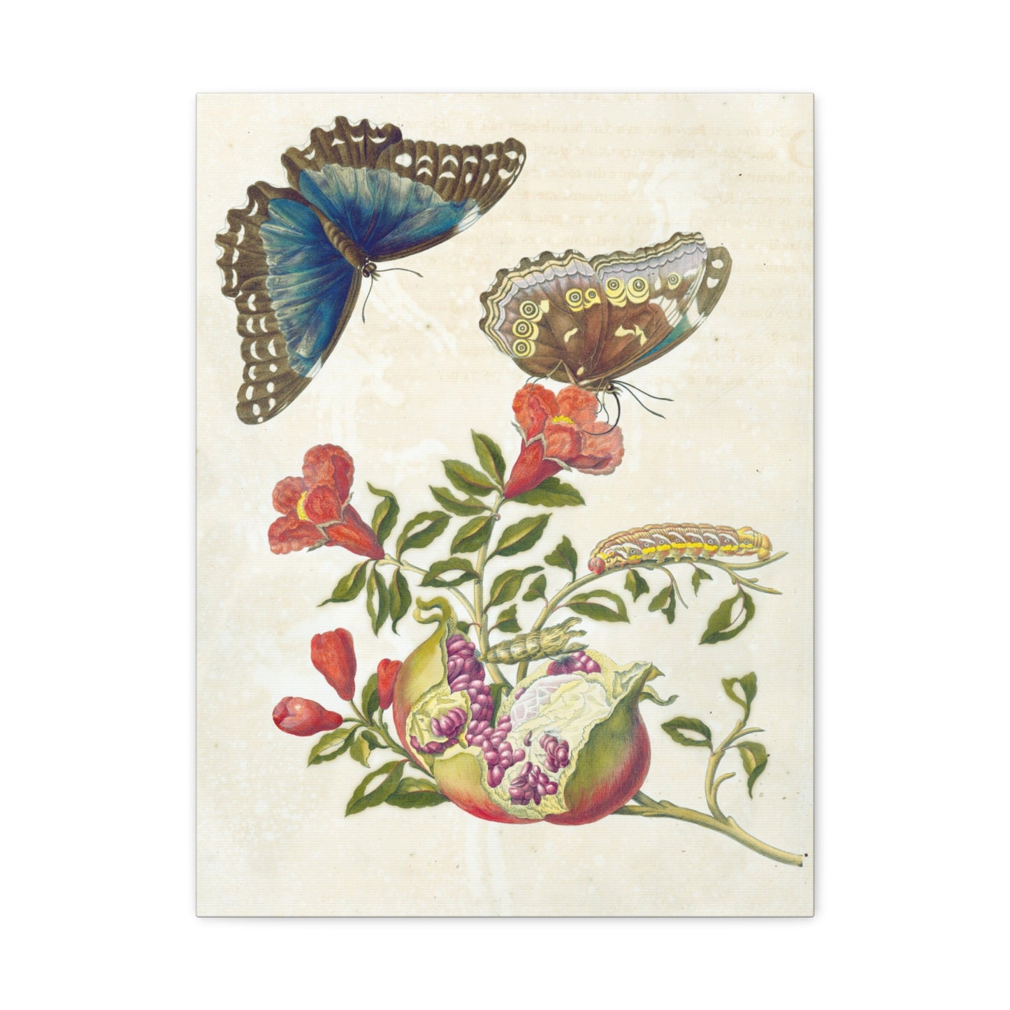 Metamorphosis Insectorum Surinamensium - Maria Sibylla Merian - Stretched Canvas Print