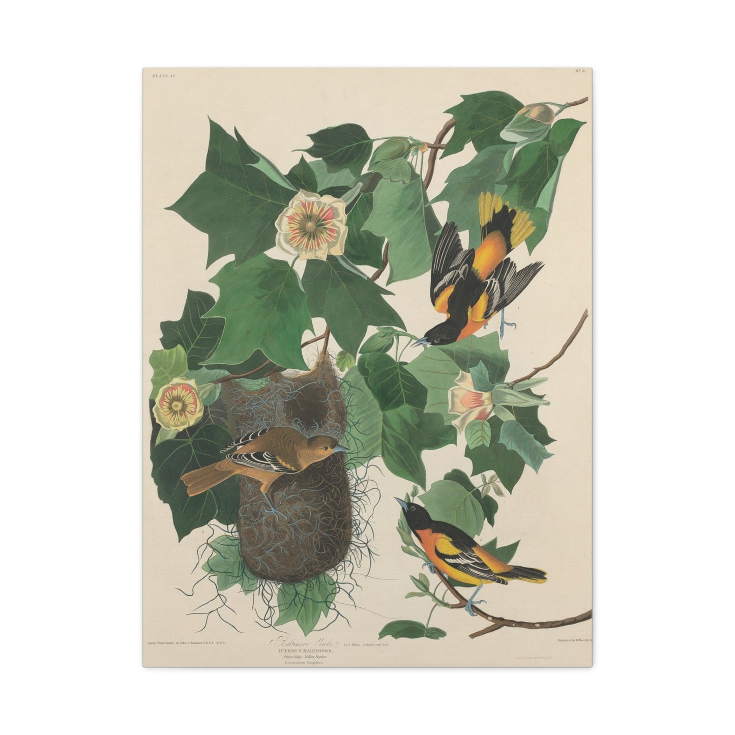 Baltimore Oriole (Birds of America) - John James Audubon - Stretched Canvas Print