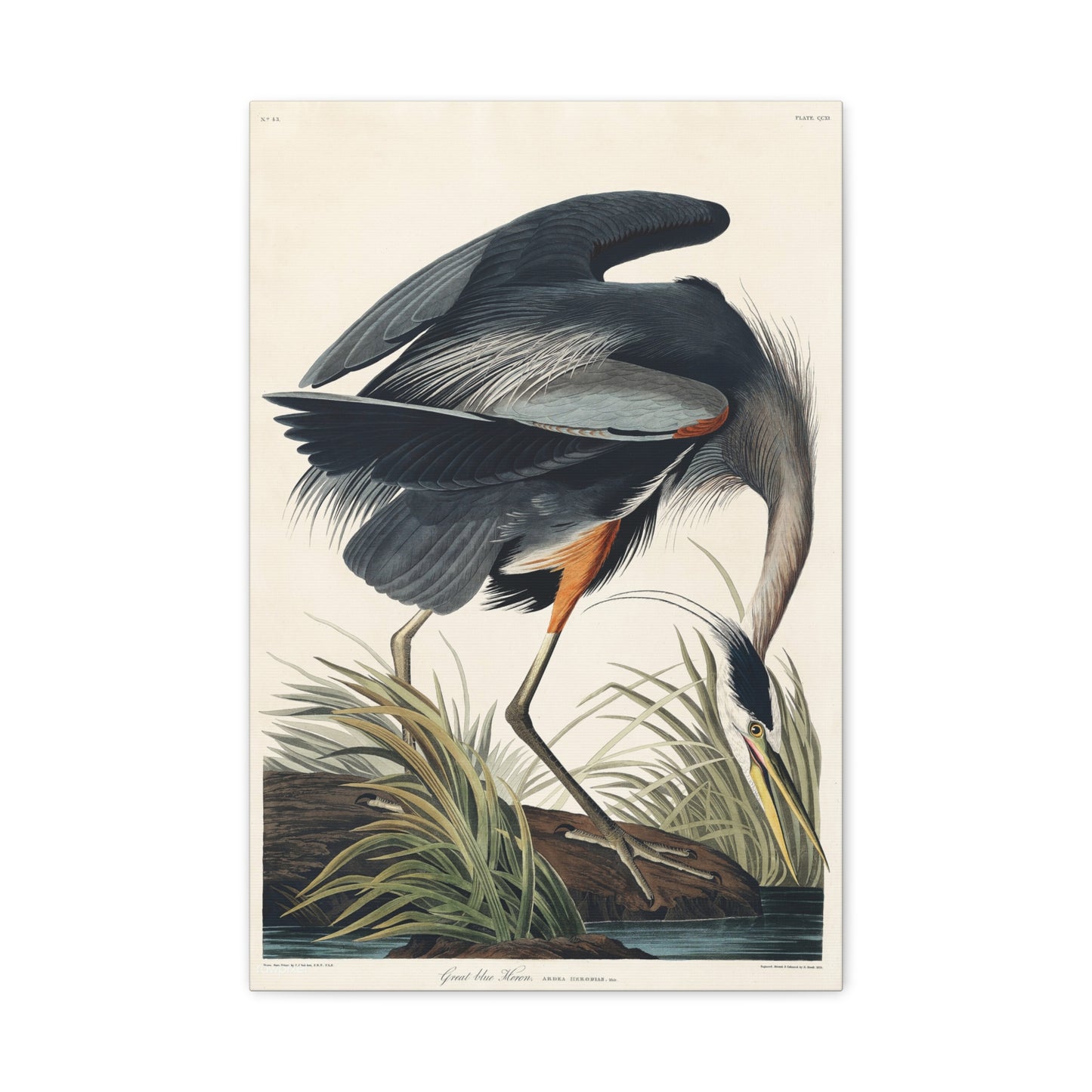 Great Blue Heron (Birds of America) - John James Audubon - Stretched Canvas Print