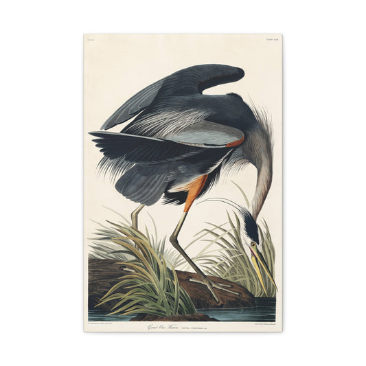 Great Blue Heron (Birds of America) - John James Audubon - Stretched Canvas Print