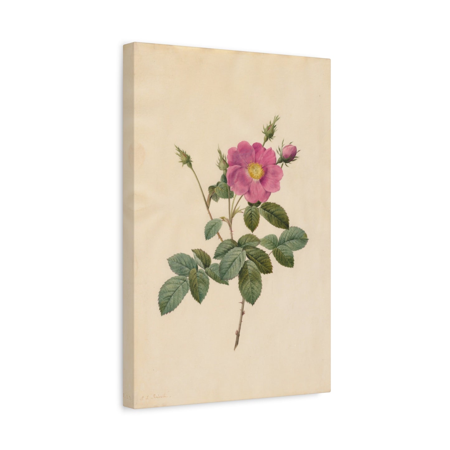 Cabbage Rose (Rosa Centifolia Simplex) - Pierre-Joseph Redouté - Stretched Canvas Print