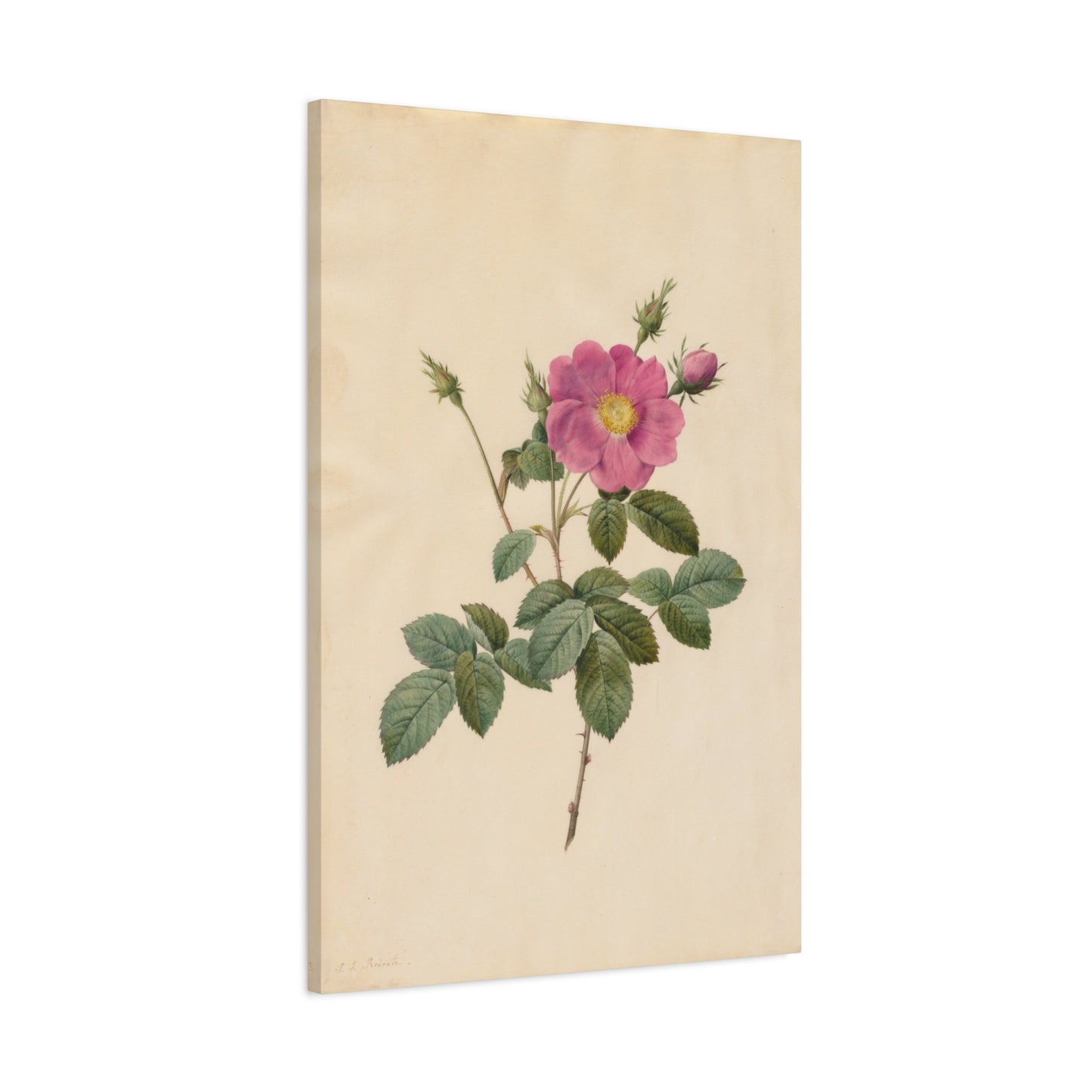 Cabbage Rose (Rosa Centifolia Simplex) - Pierre-Joseph Redouté - Stretched Canvas Print