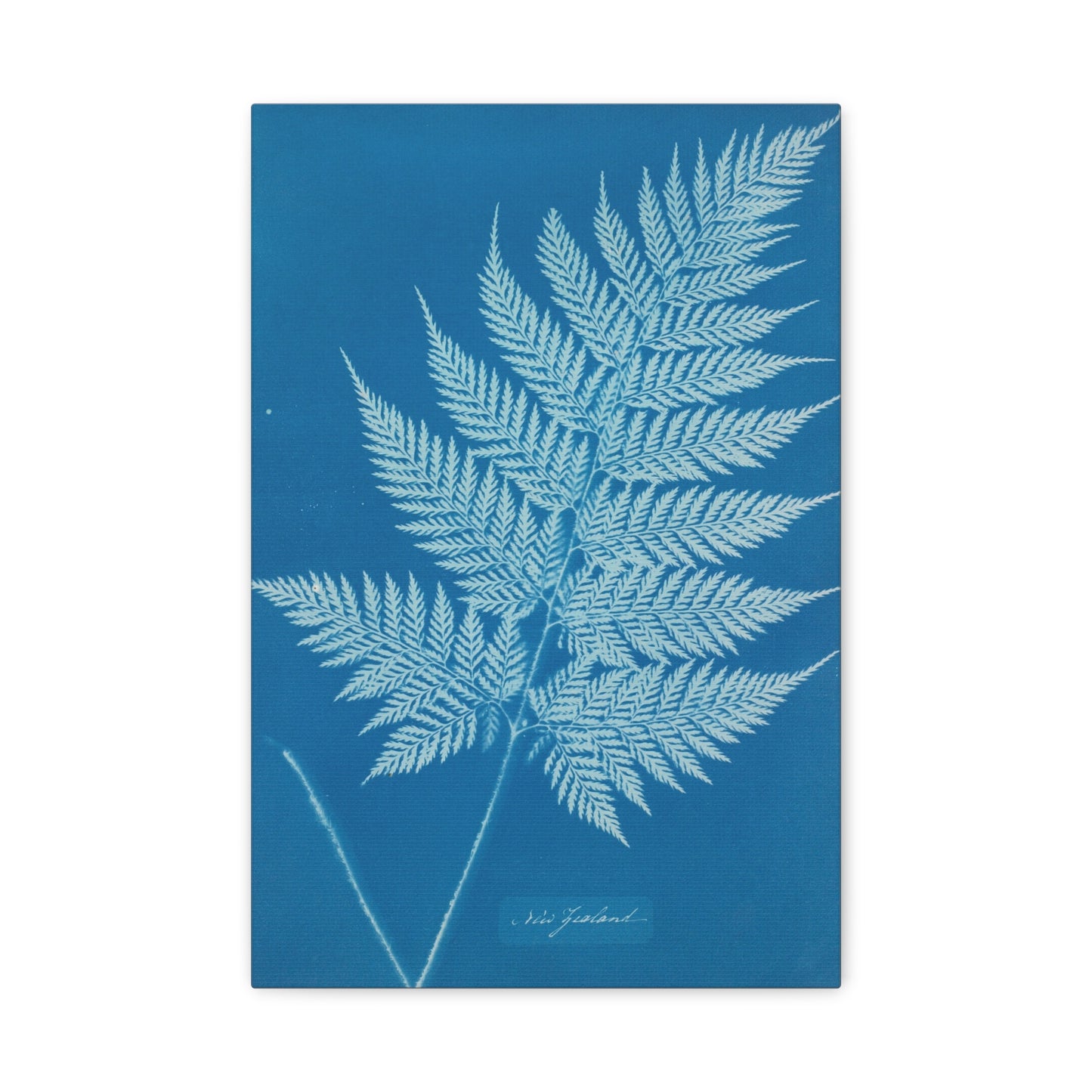 New Zealand Fern Cyanotype - Anna Atkins - Stretched Canvas Print