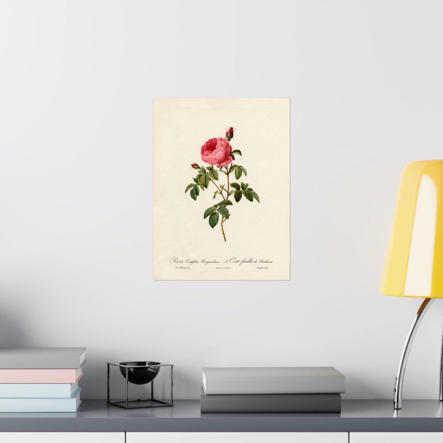 Rosa Centifolia Burgundiaca (Le Cent-feuilles de Bordeaux) - Pierre-Joseph Redouté - Wall Poster Print