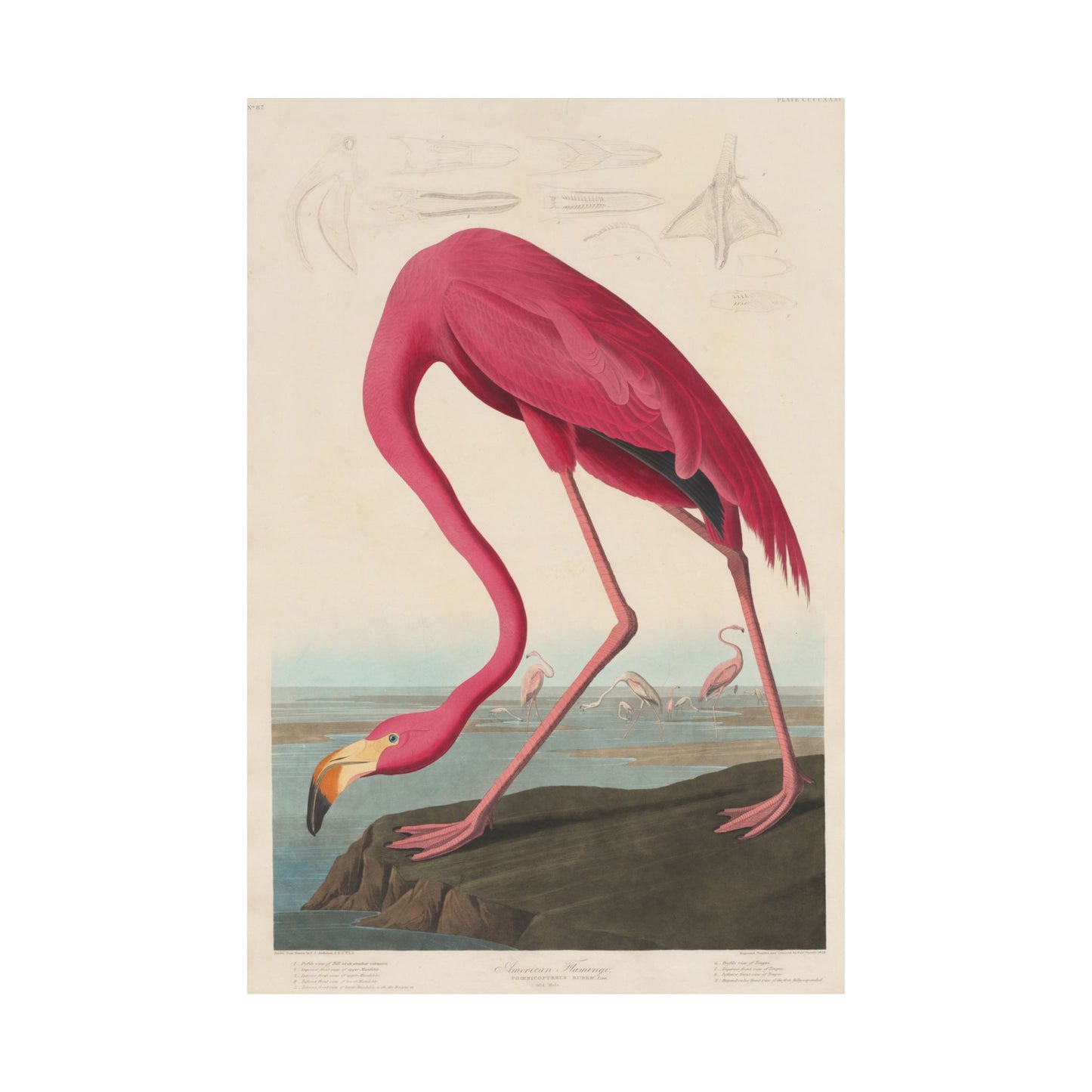 American Flamingo (Birds of America) - John James Audubon - Wall Poster Print