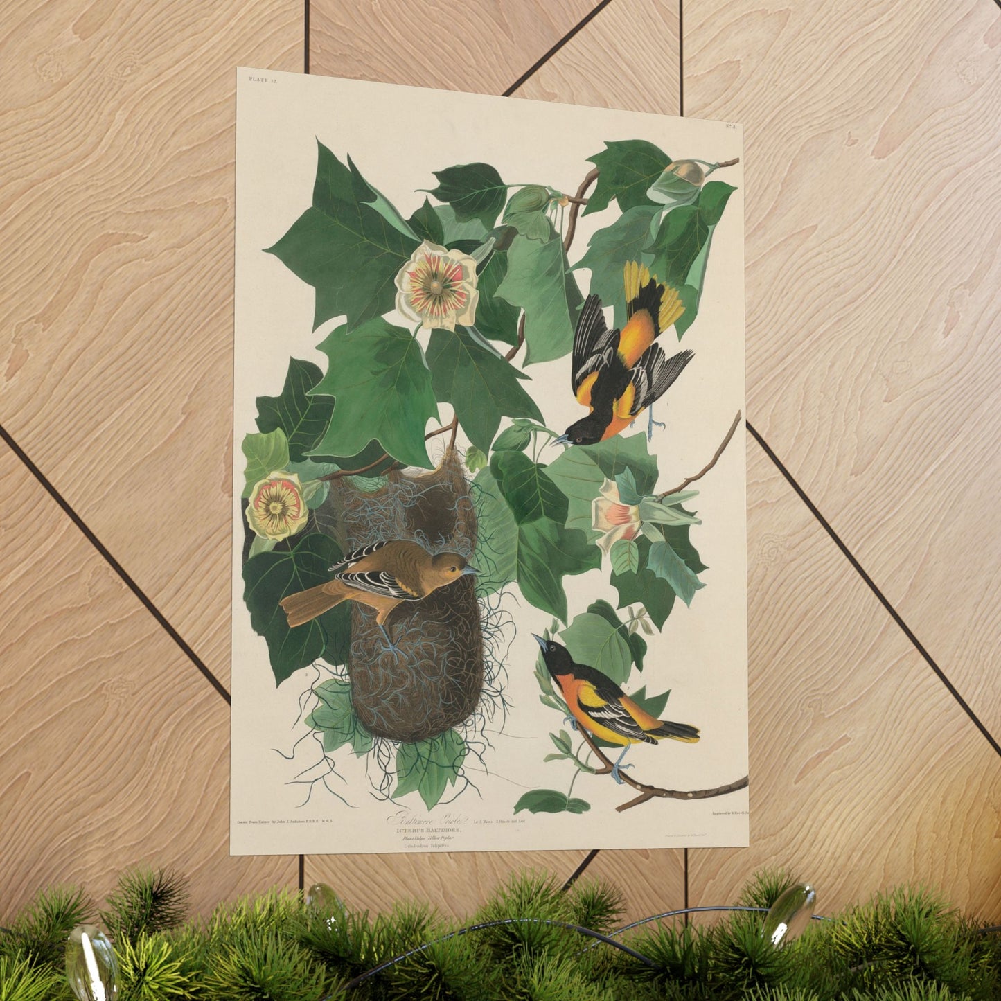 Baltimore Oriole (Birds of America) - John James Audubon - Wall Poster Print